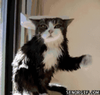 Funny-Cat-Gifs-05.gif