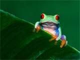 Sapo