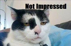 This_Cat_Is_Not_Impressed_8zRARJ5blm92ErksDVqbA.jpg