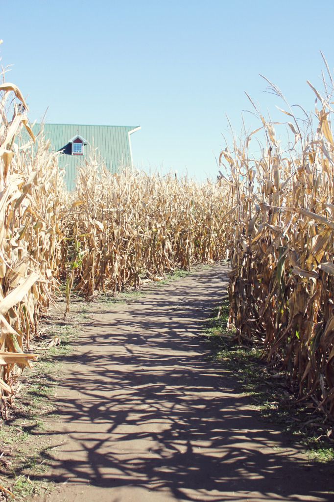 We LIve Upstairs The Corn Maze