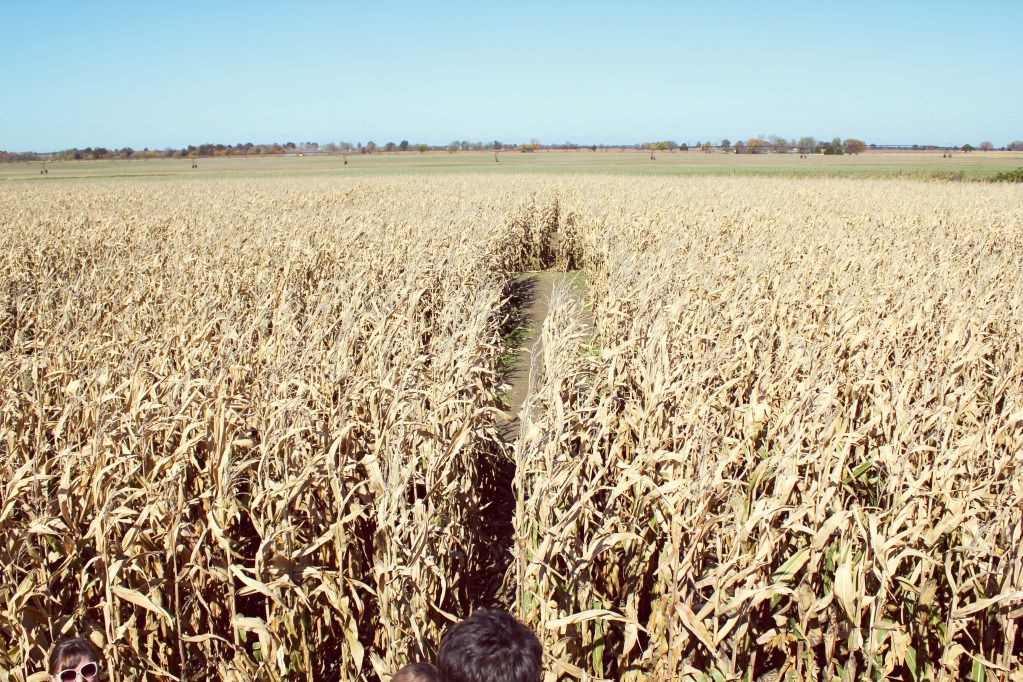 We LIve Upstairs The Corn Maze