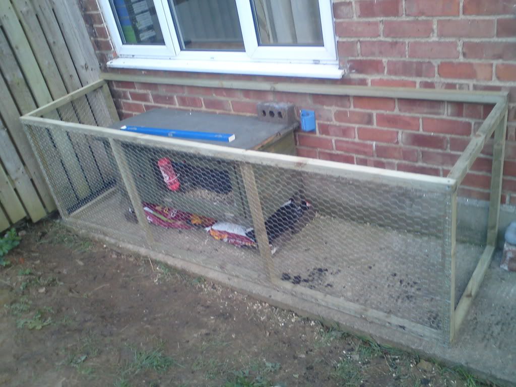 ferret003.jpg