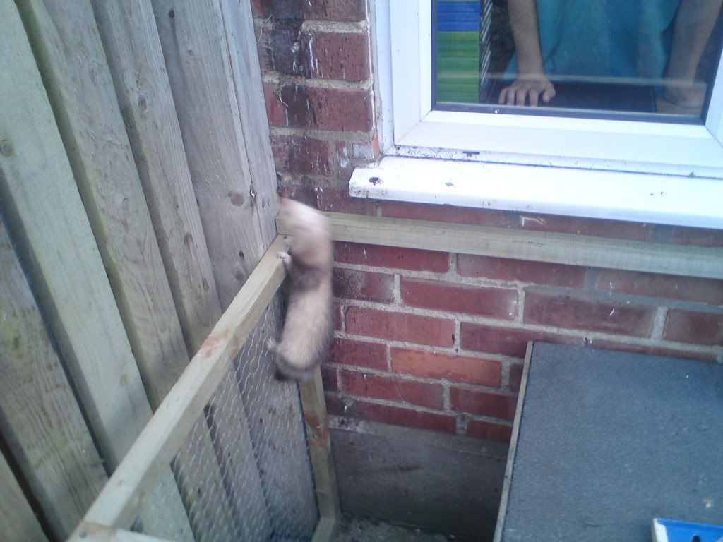 ferret004.jpg