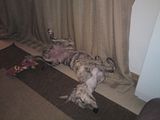 th_13-3-121018.jpg