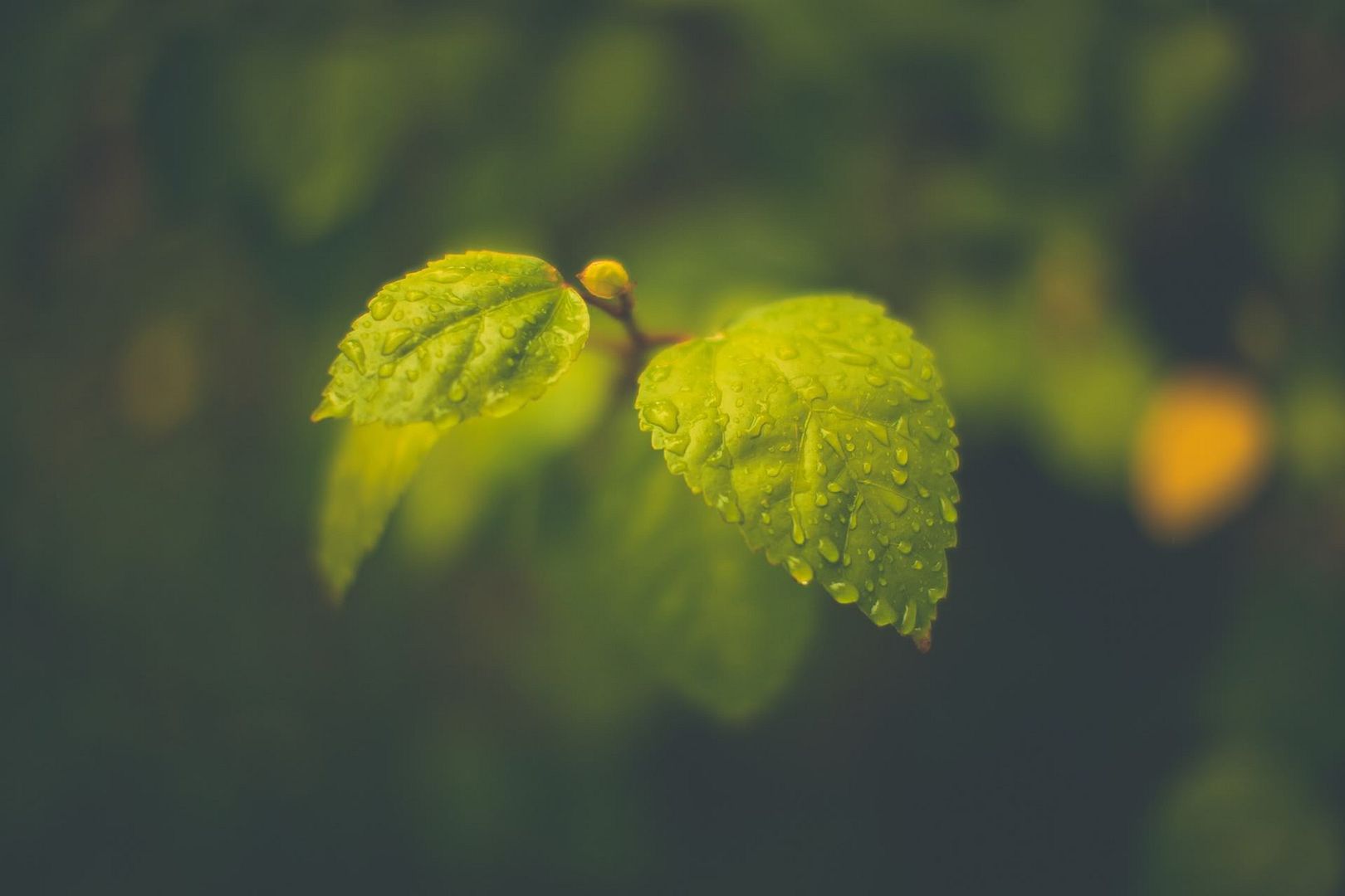 ComputerDesktopWallpapersCollection448_036.jpg
