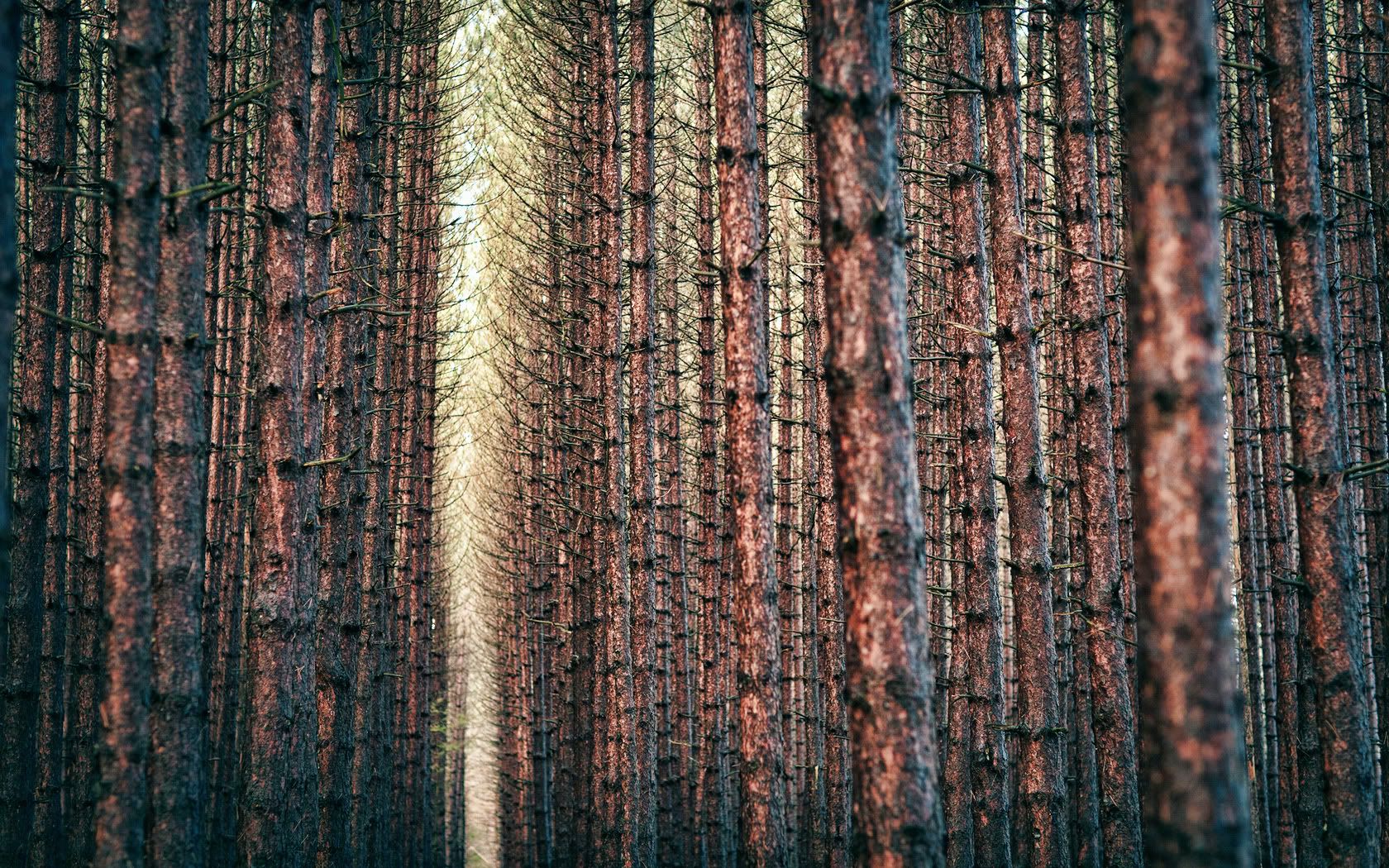 ComputerDesktopWallpapersCollection448_095.jpg