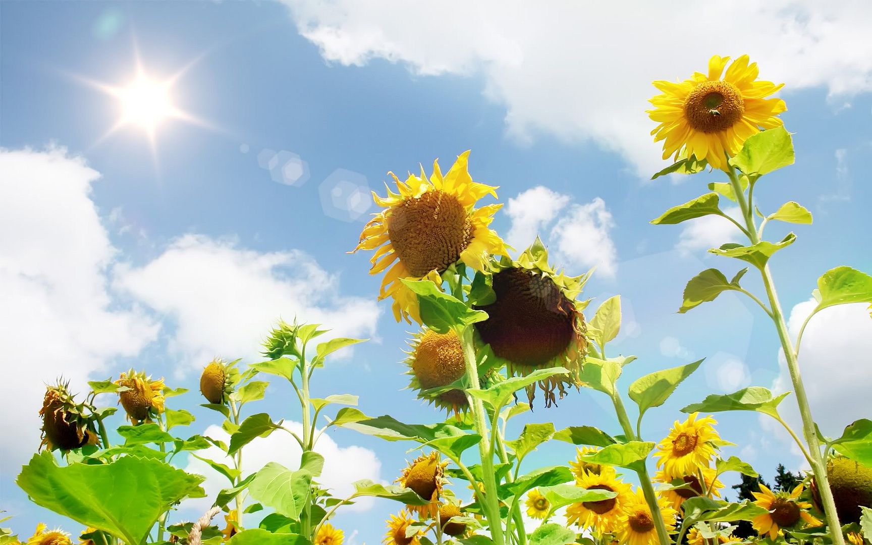 HDPackSuperiorWallpapers501_005.jpg