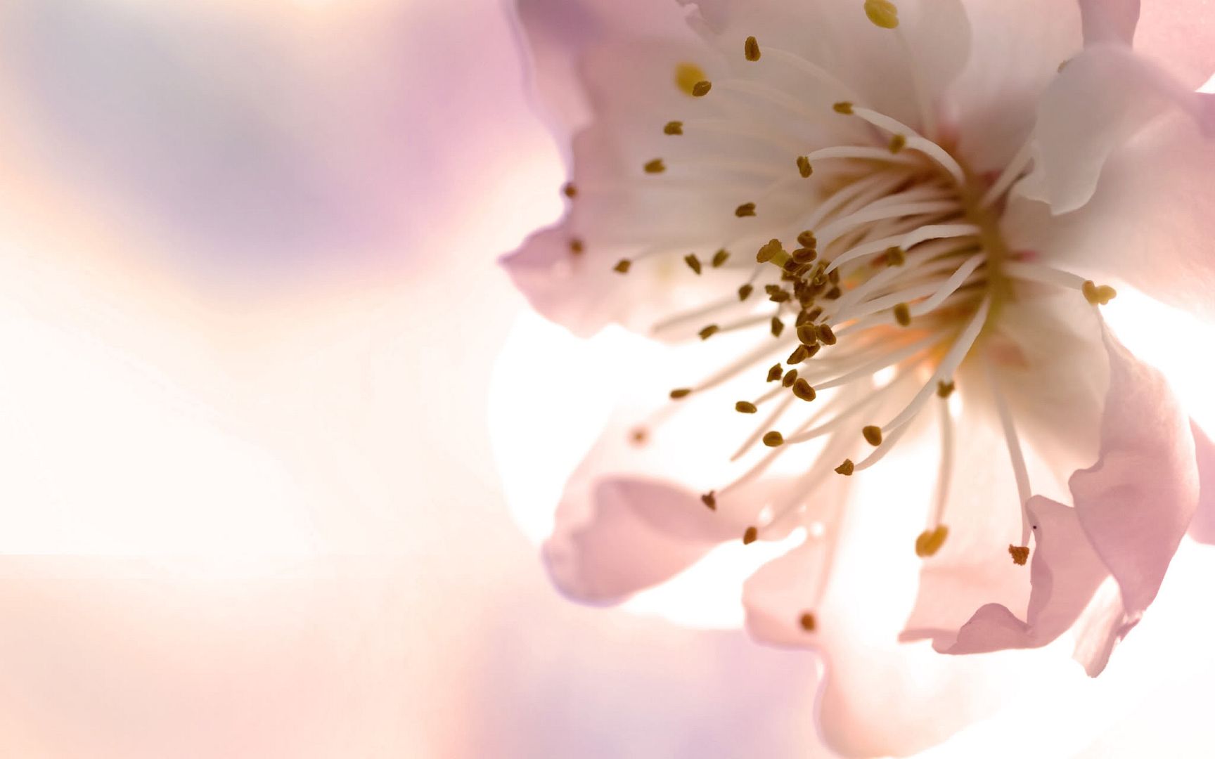 HDPackSuperiorWallpapers501_010.jpg