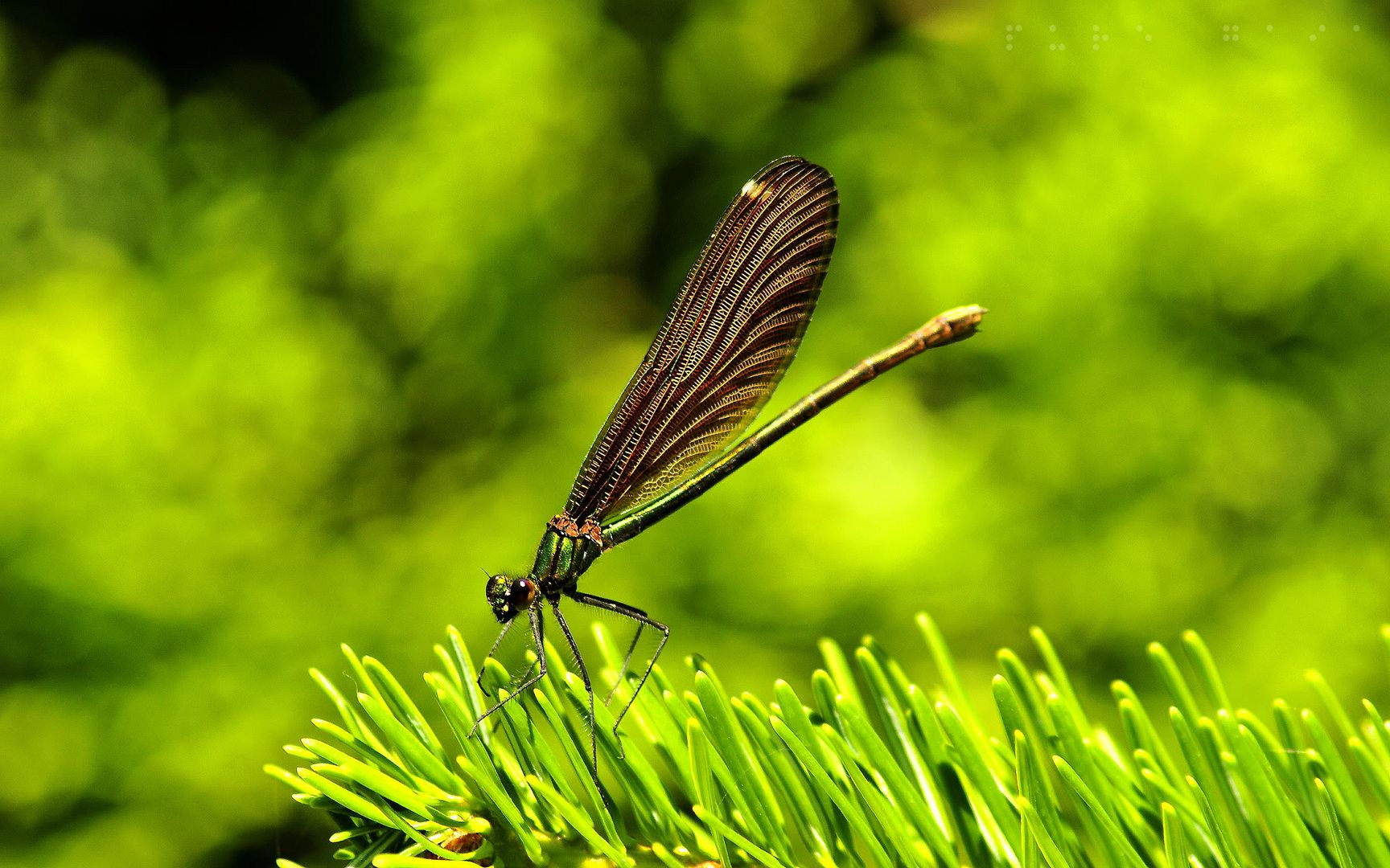 HDPackSuperiorWallpapers501_026.jpg