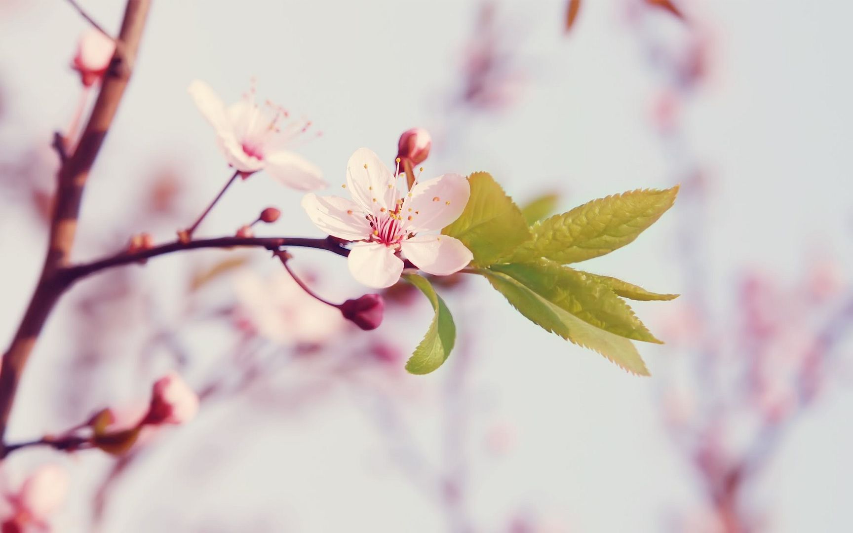 HDPackSuperiorWallpapers501_038.jpg