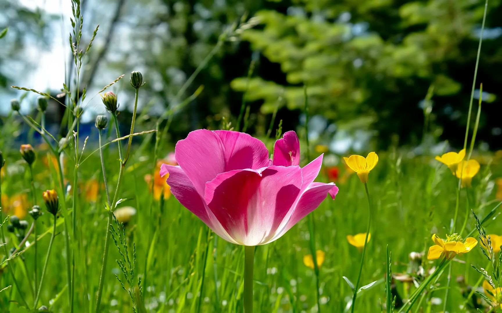 HDPackSuperiorWallpapers501_108.jpg