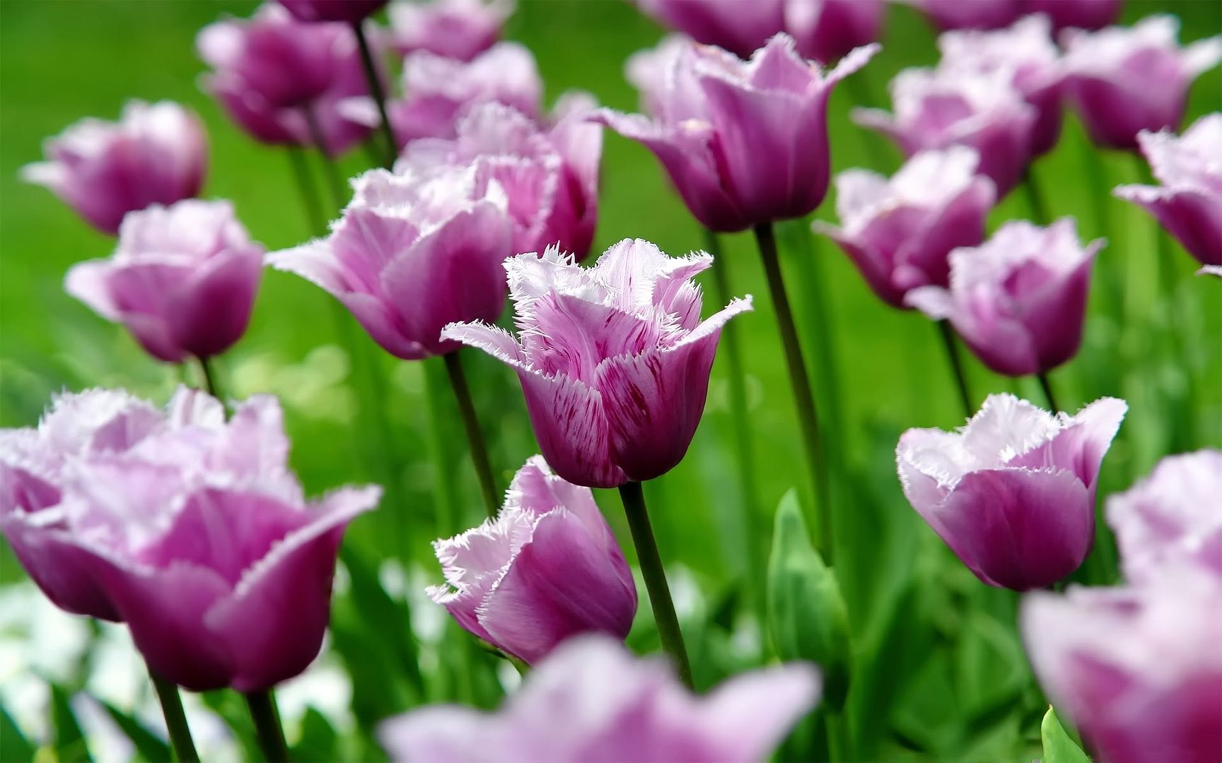 HDPackSuperiorWallpapers501_112.jpg