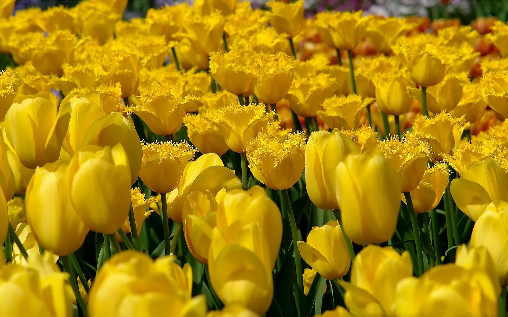 HDPackSuperiorWallpapers501_114.jpg