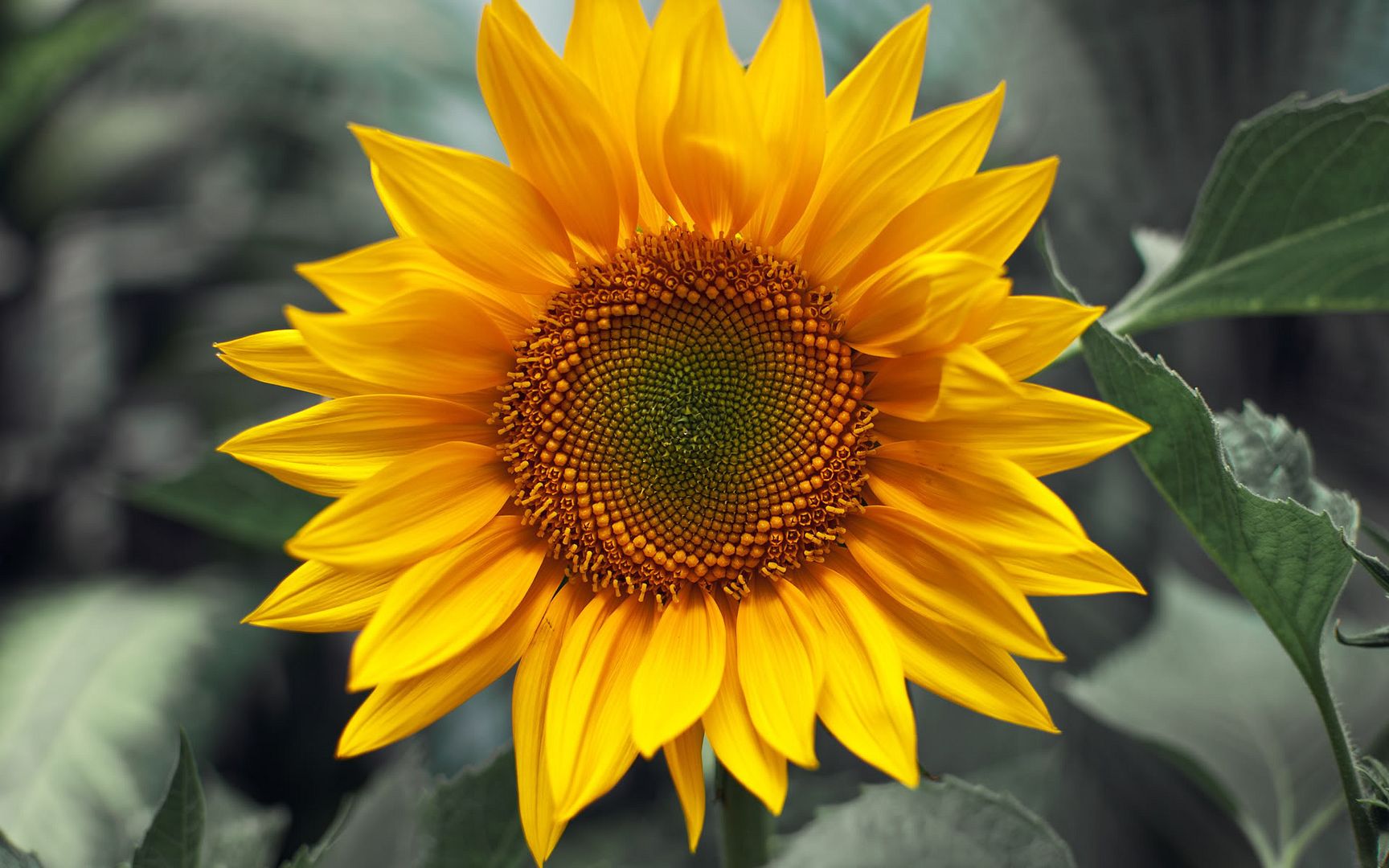 HDPackSuperiorWallpapers501_117.jpg