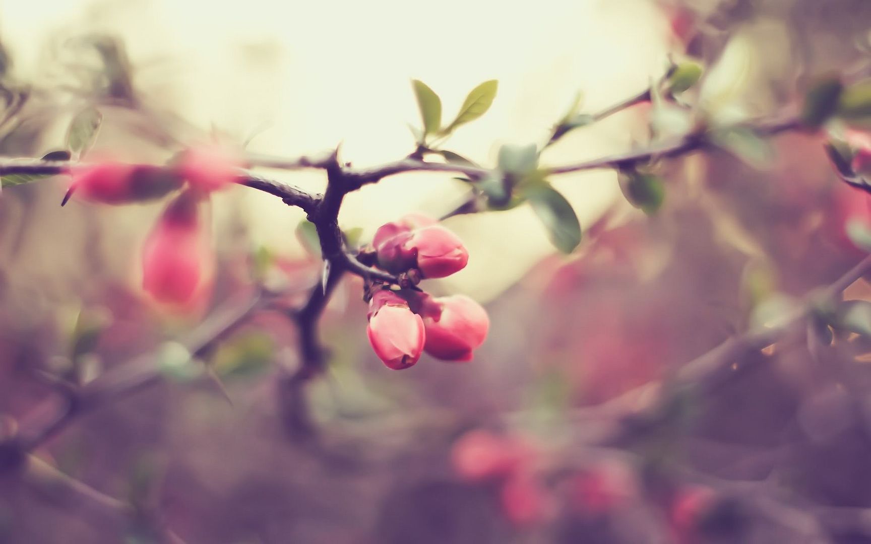 HDPackSuperiorWallpapers501_141.jpg