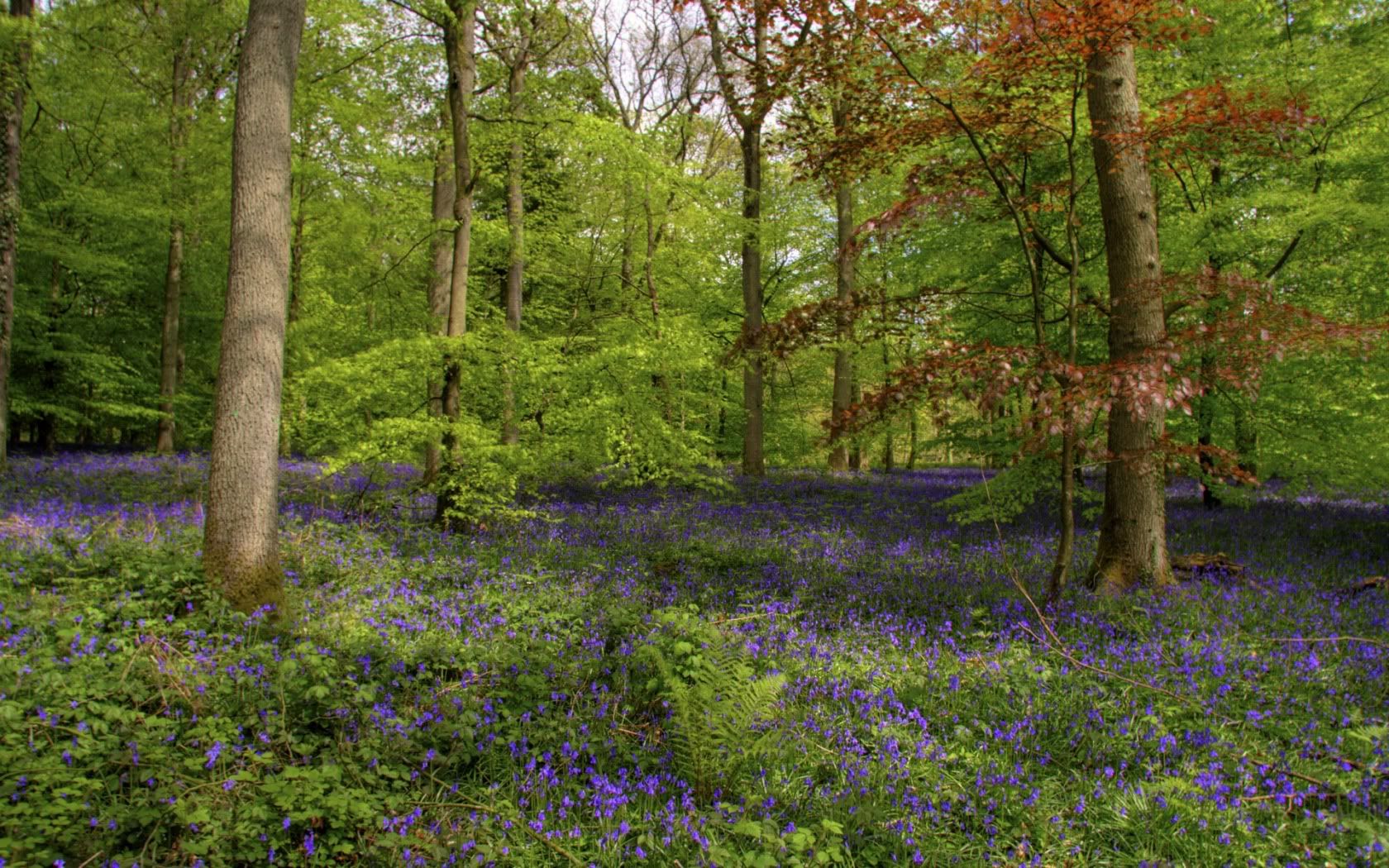 HDPackSuperiorWallpapers501_253.jpg
