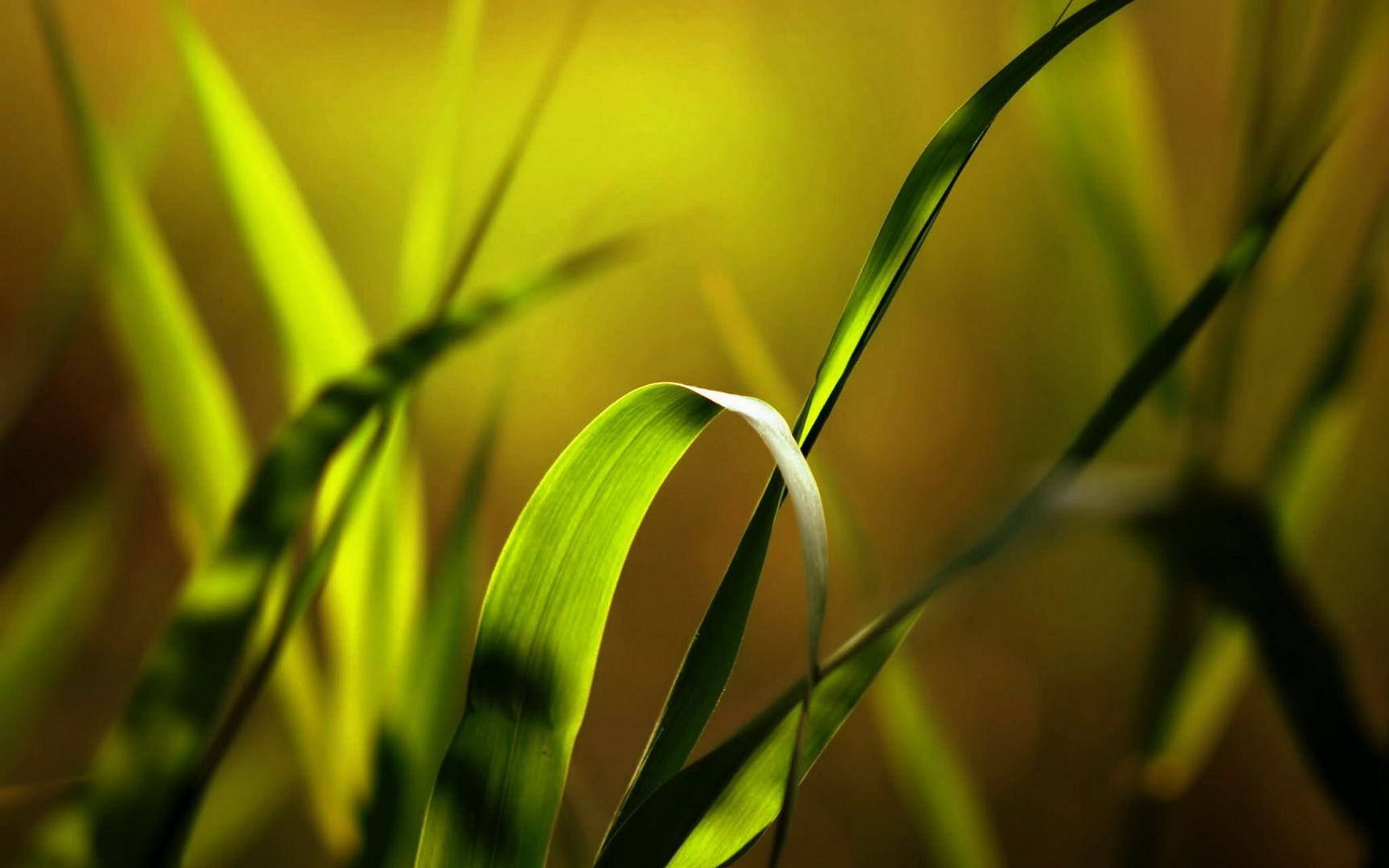 HDPackSuperiorWallpapers530_007.jpg