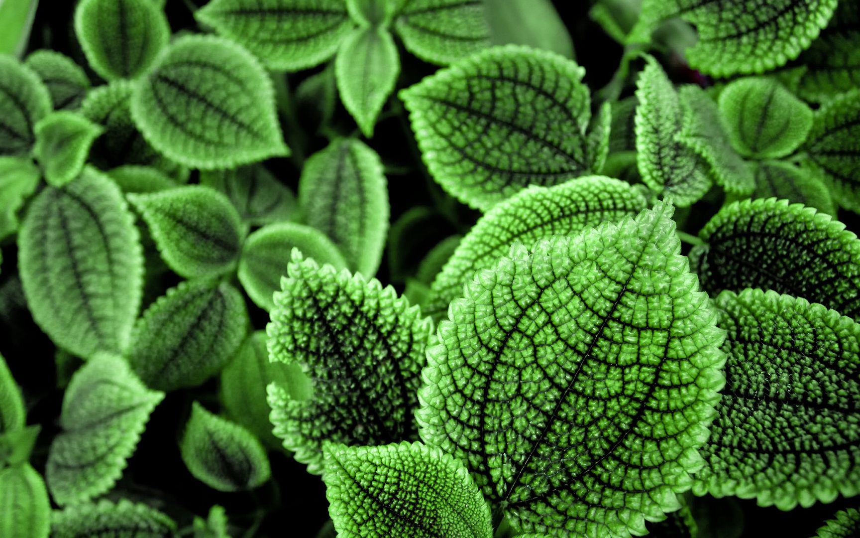 HDPackSuperiorWallpapers530_016.jpg