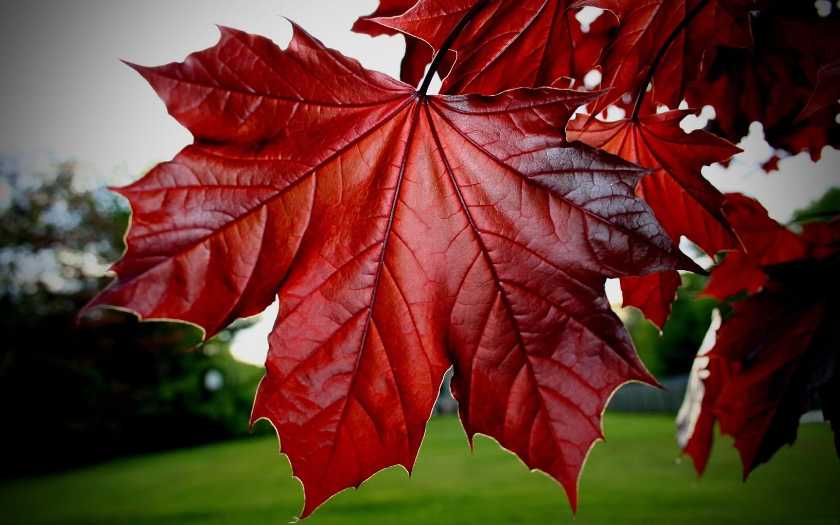HDPackSuperiorWallpapers530_017.jpg