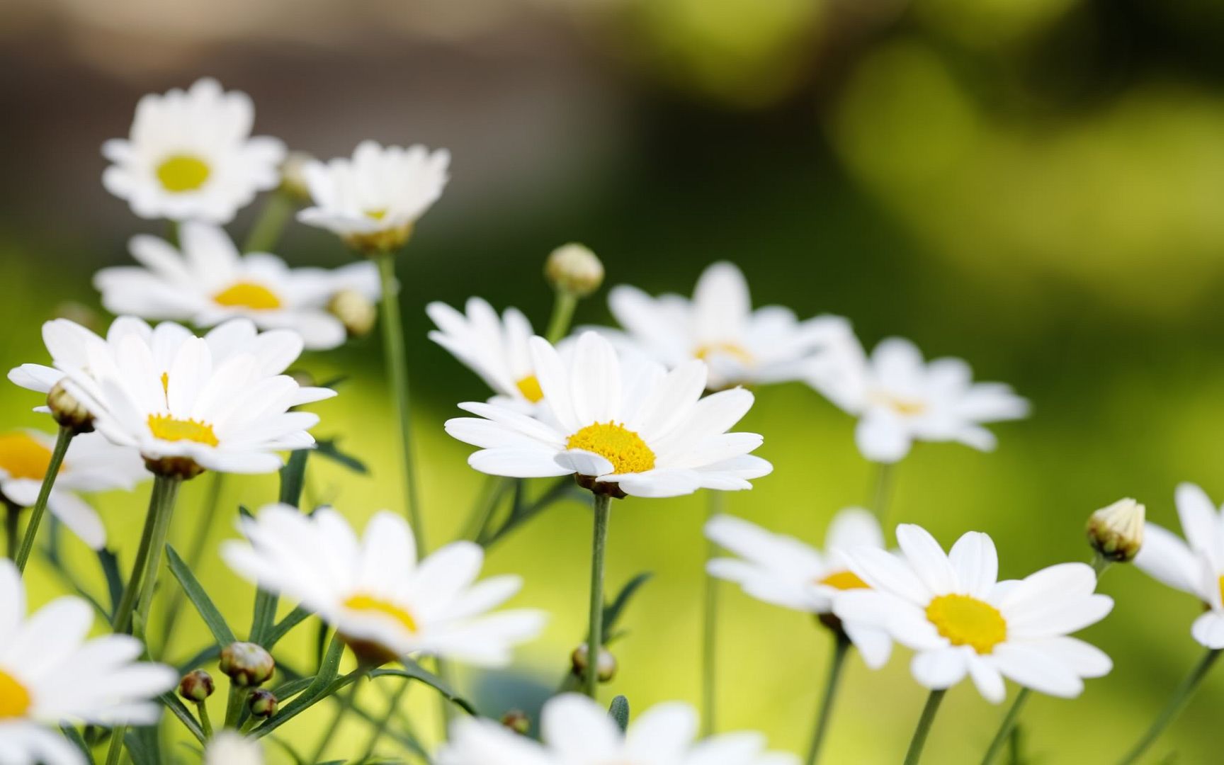 HDPackSuperiorWallpapers530_019.jpg