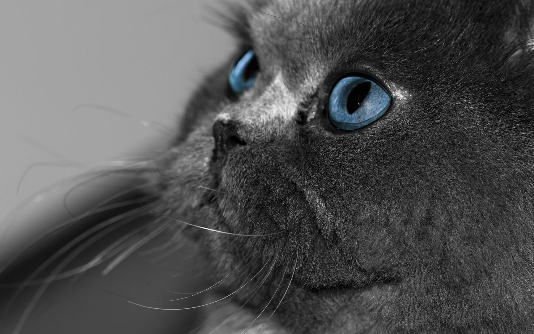HDPackSuperiorWallpapers530_020.jpg
