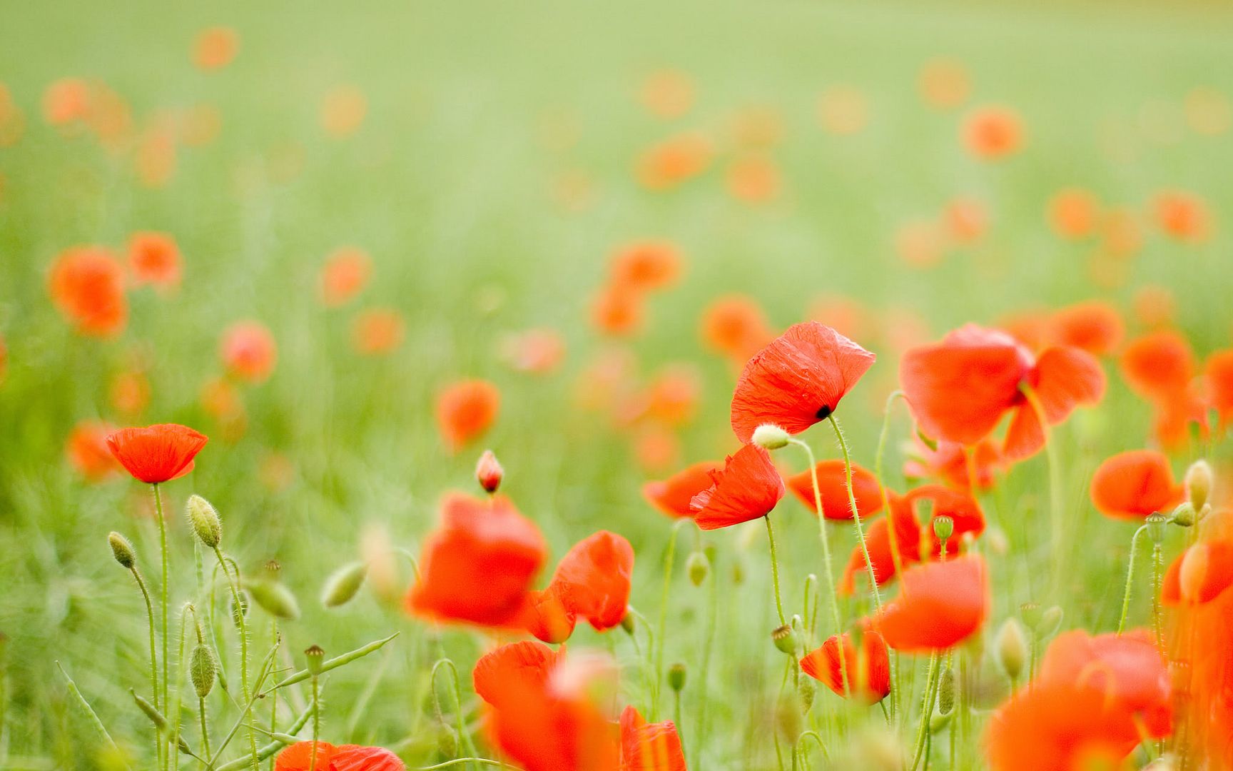 HDPackSuperiorWallpapers530_026.jpg