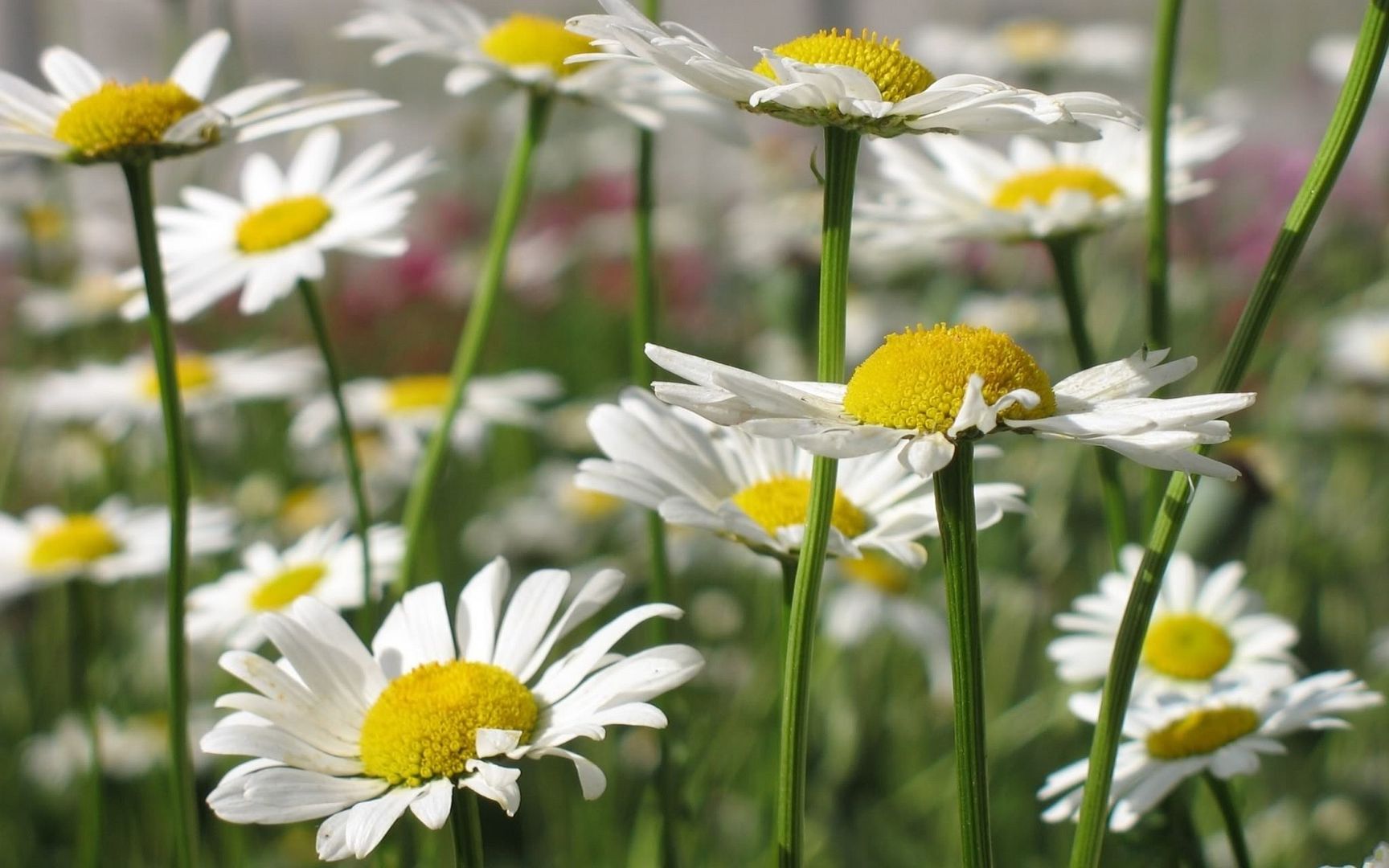HDPackSuperiorWallpapers530_029.jpg