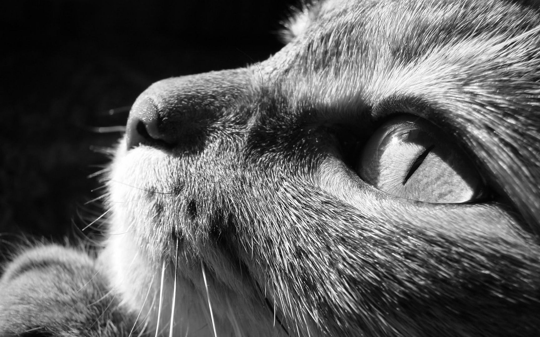 HDPackSuperiorWallpapers530_043.jpg