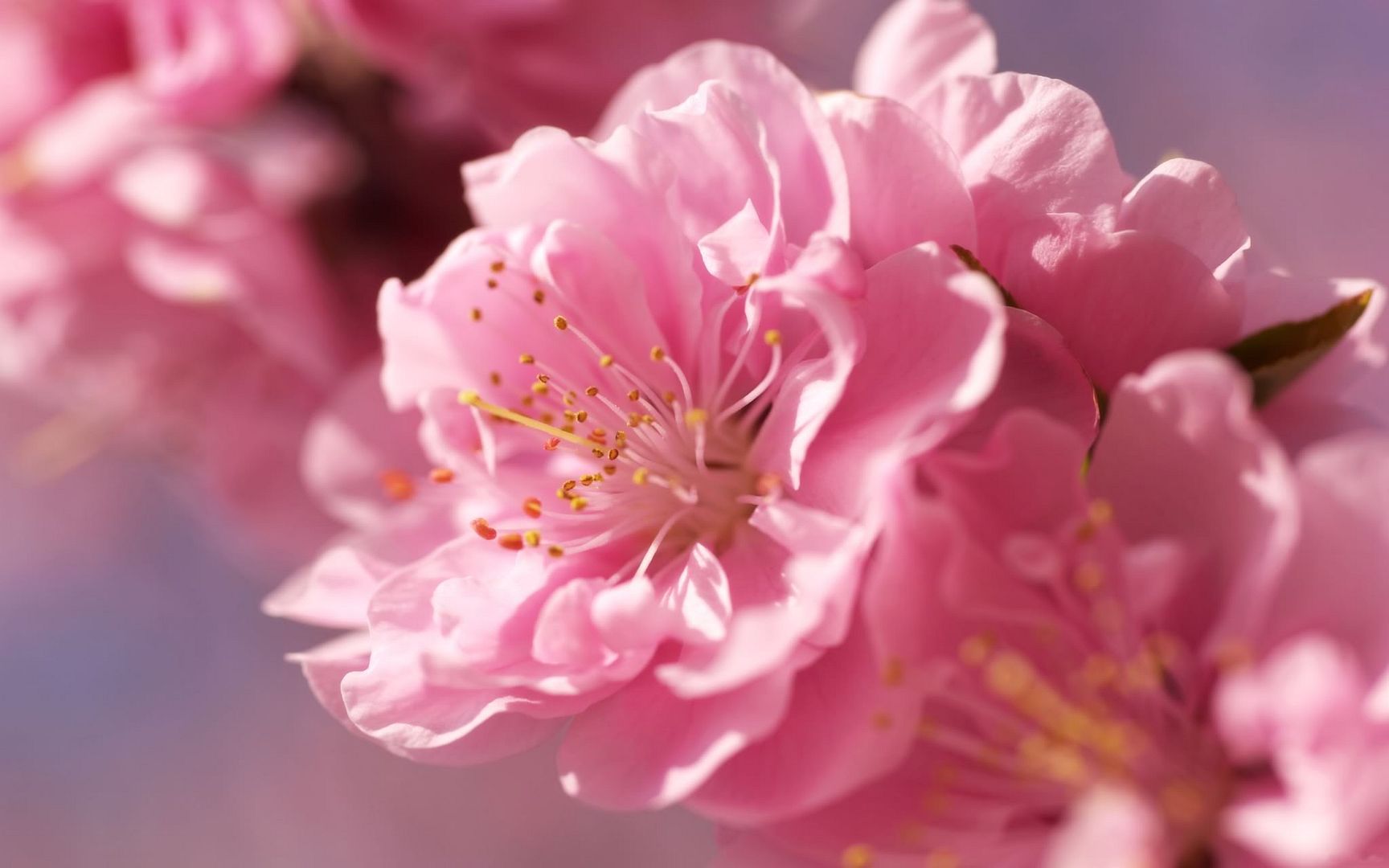 HDPackSuperiorWallpapers530_060.jpg