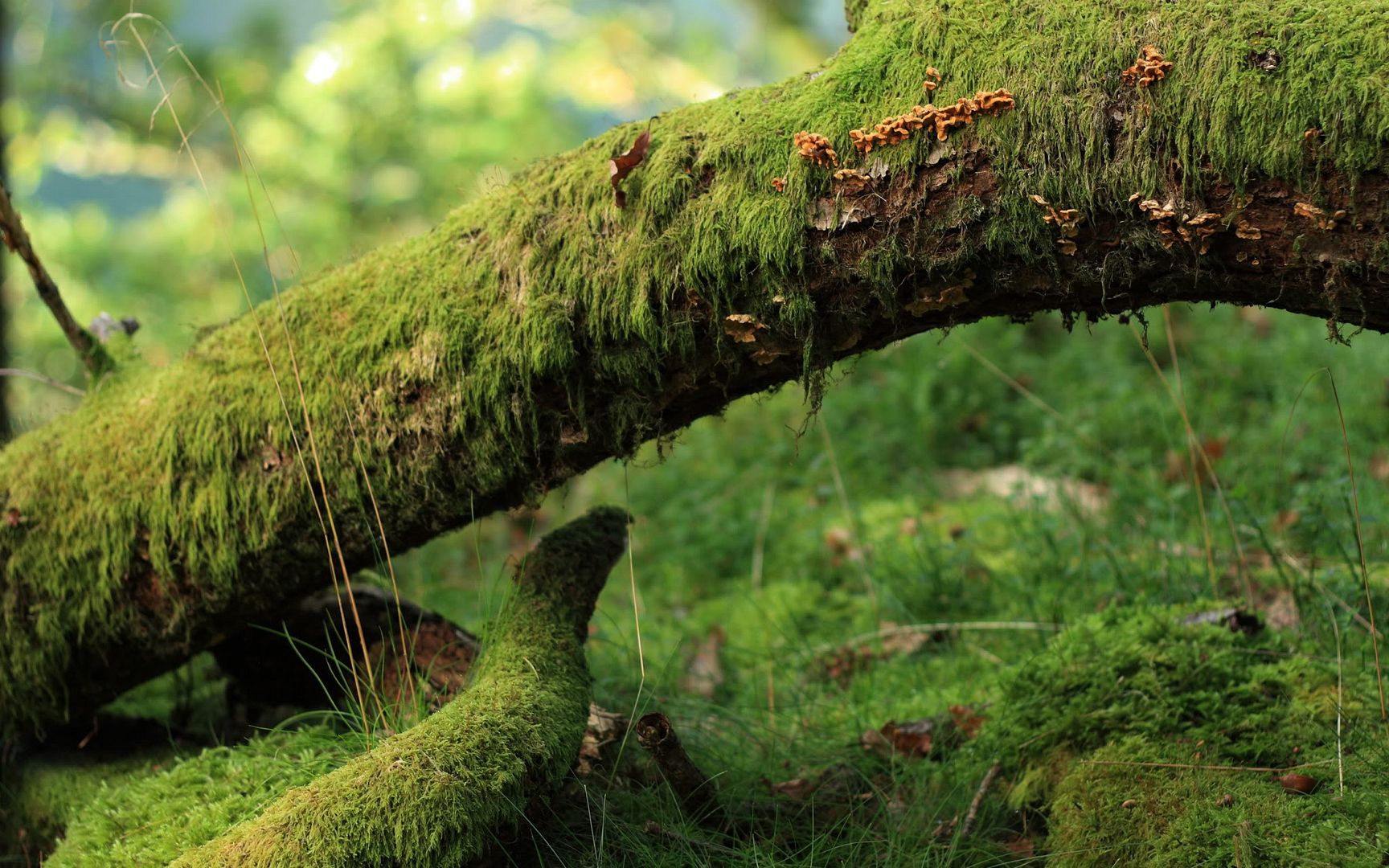 HDPackSuperiorWallpapers530_065.jpg