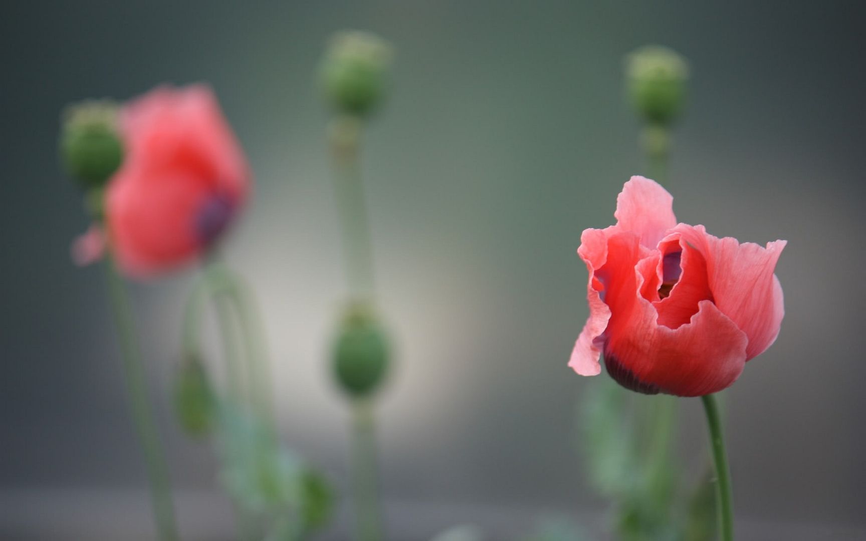 HDPackSuperiorWallpapers530_067.jpg