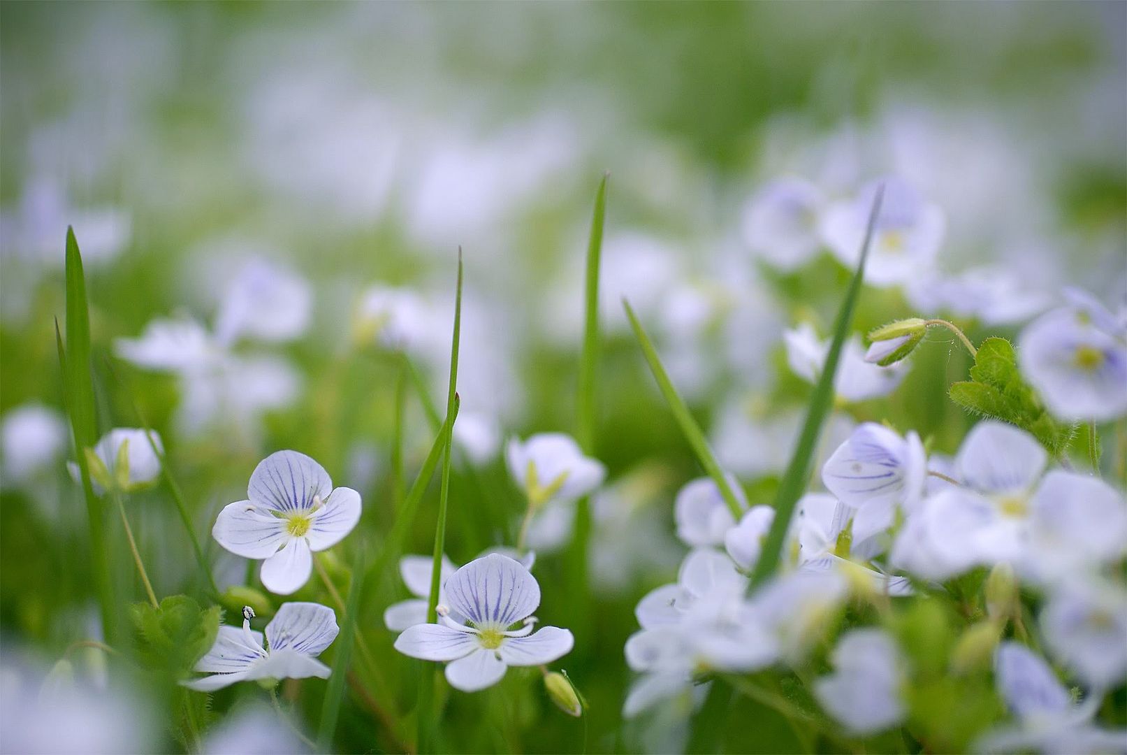 HDPackSuperiorWallpapers530_088.jpg
