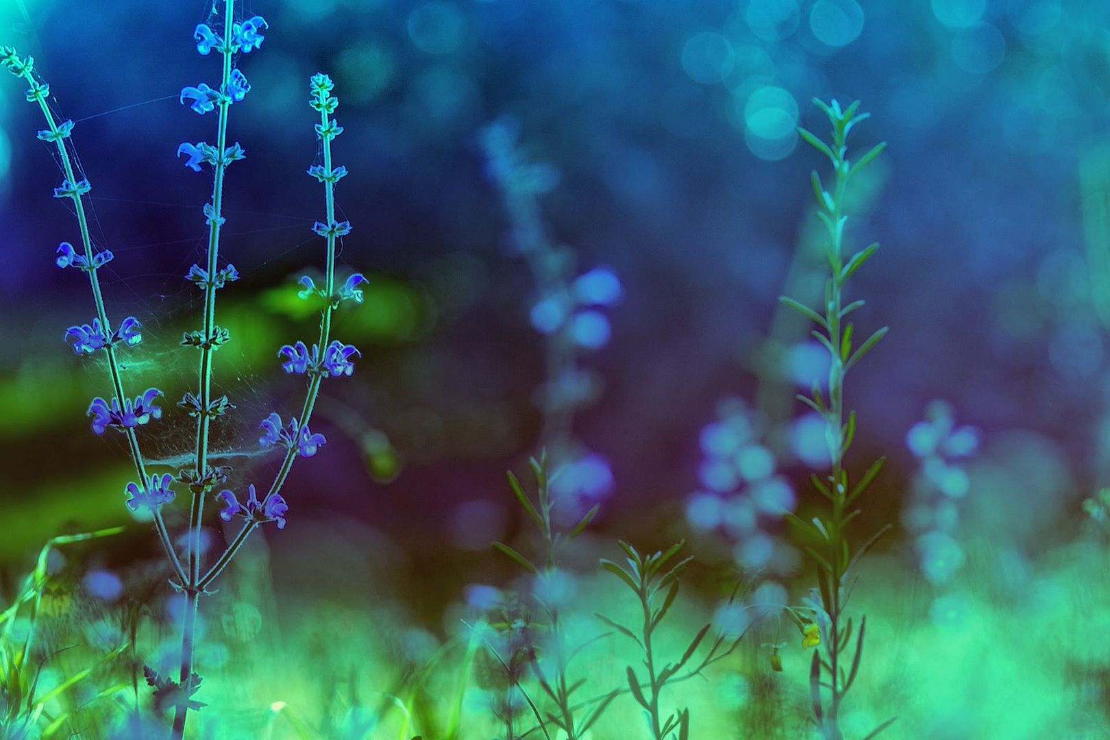 HDPackSuperiorWallpapers530_089.jpg