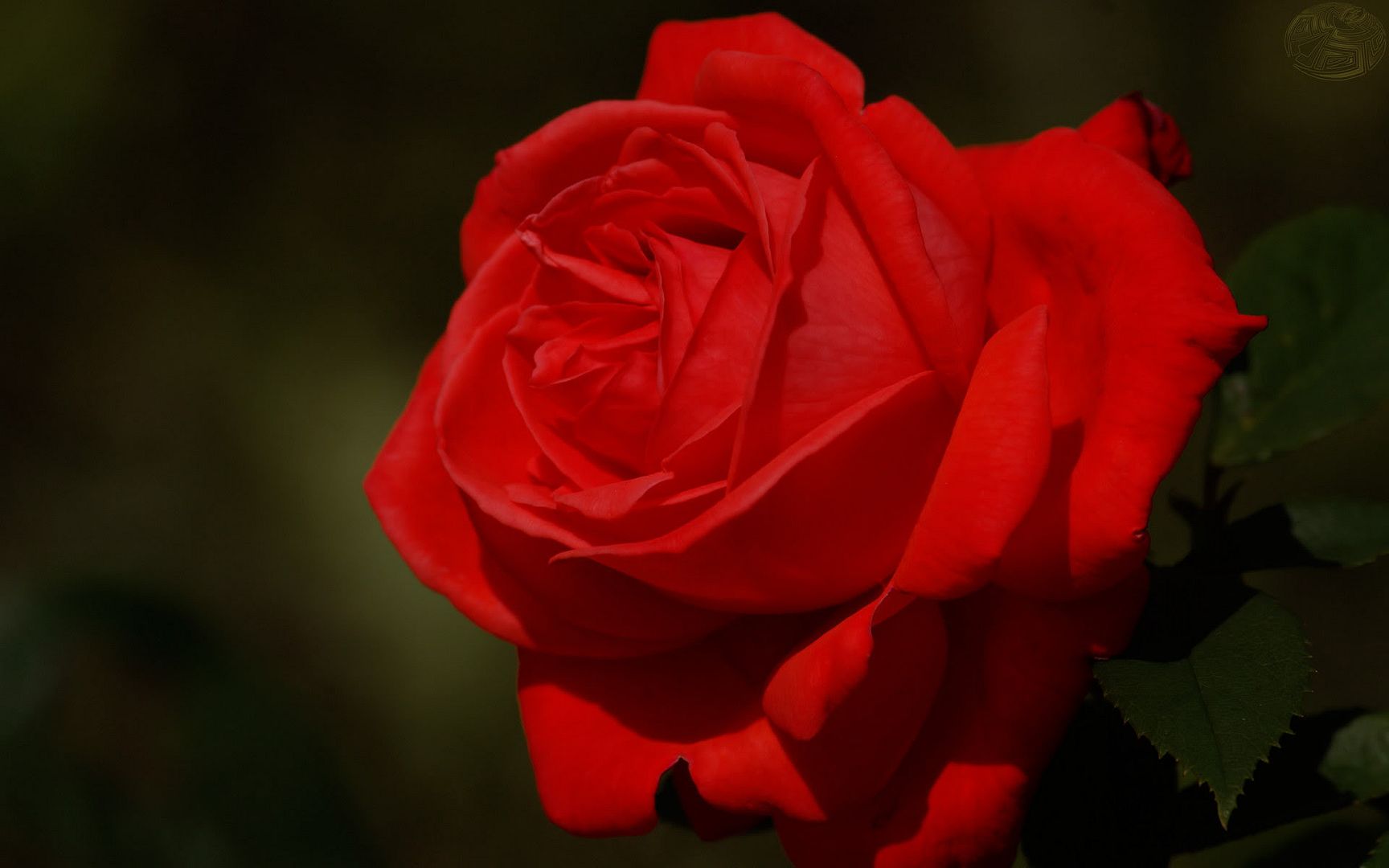 HDPackSuperiorWallpapers530_107.jpg