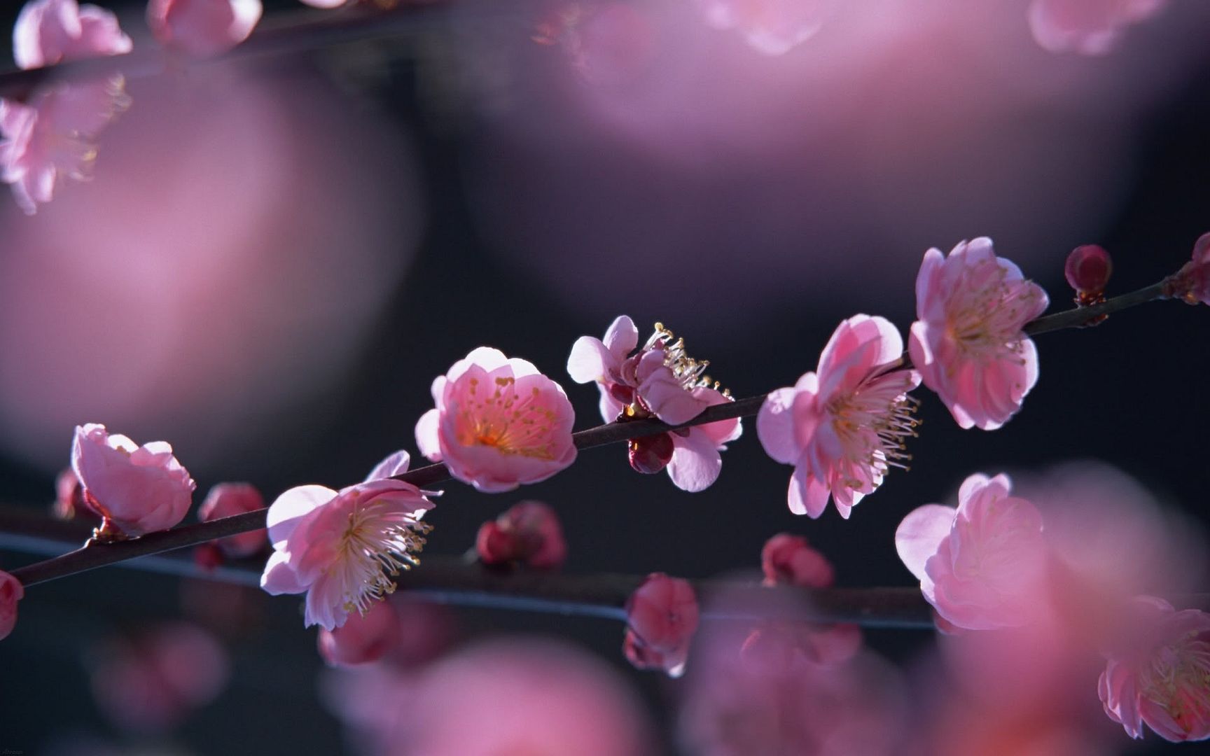 HDPackSuperiorWallpapers530_128.jpg