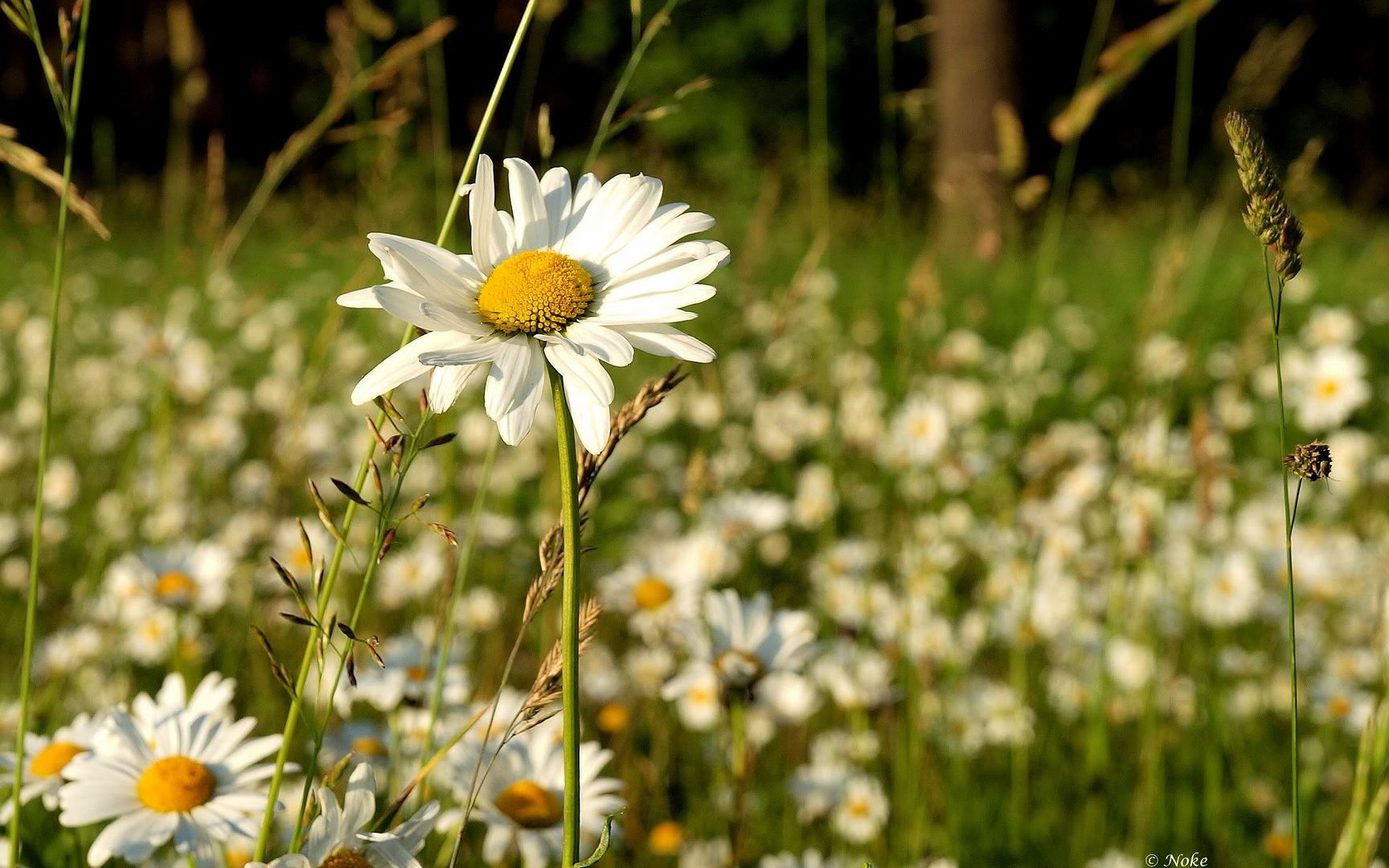 HDPackSuperiorWallpapers530_141.jpg