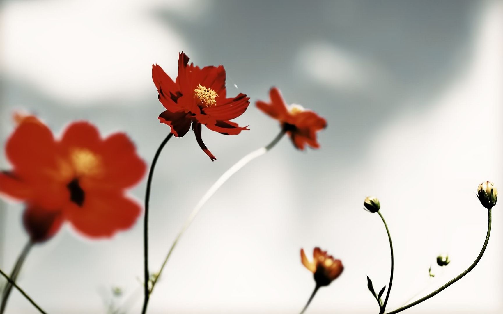 HDPackSuperiorWallpapers530_145.jpg
