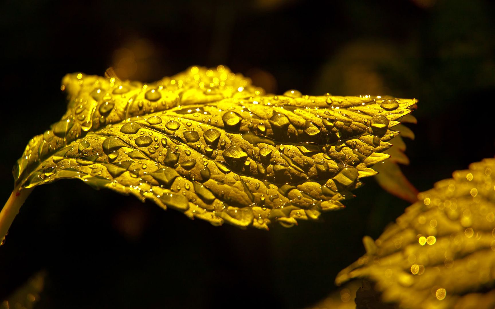HDPackSuperiorWallpapers530_154.jpg