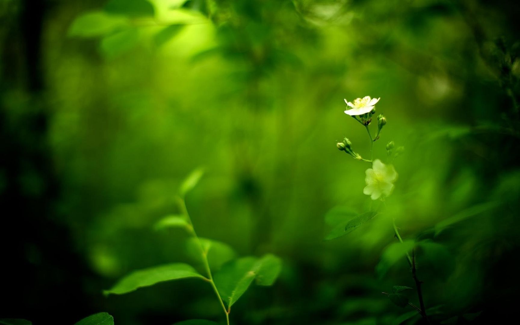 HDPackSuperiorWallpapers530_160.jpg