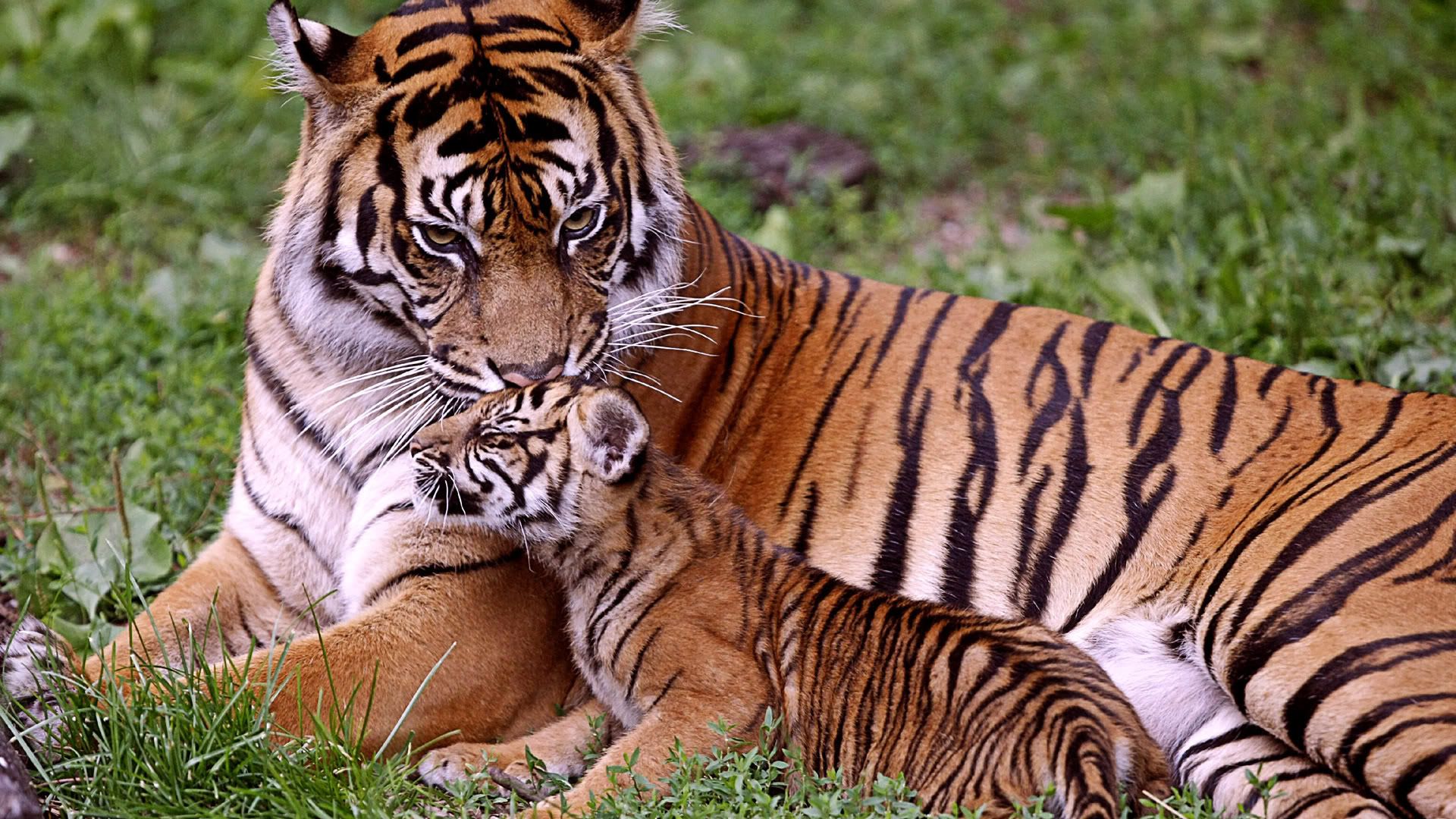 HDPackSuperiorWallpapers530_203.jpg