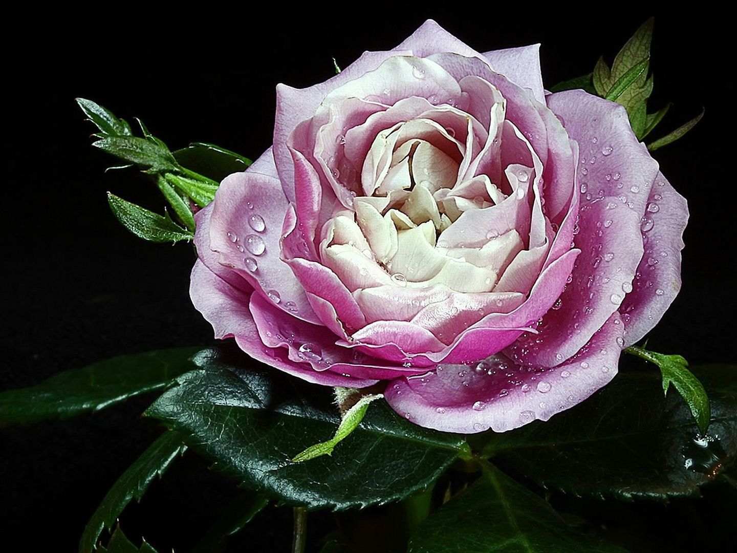 HDPackSuperiorWallpapers530_240.jpg