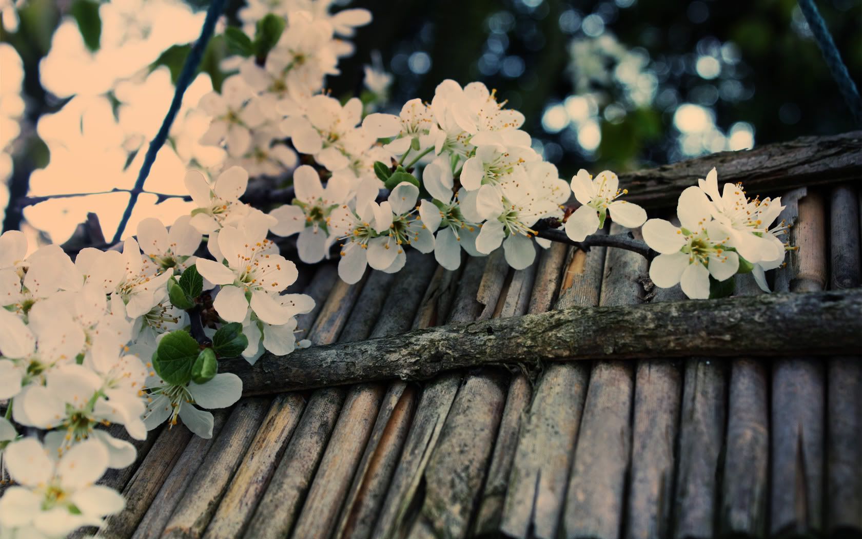 HDPackSuperiorWallpapers530_259.jpg