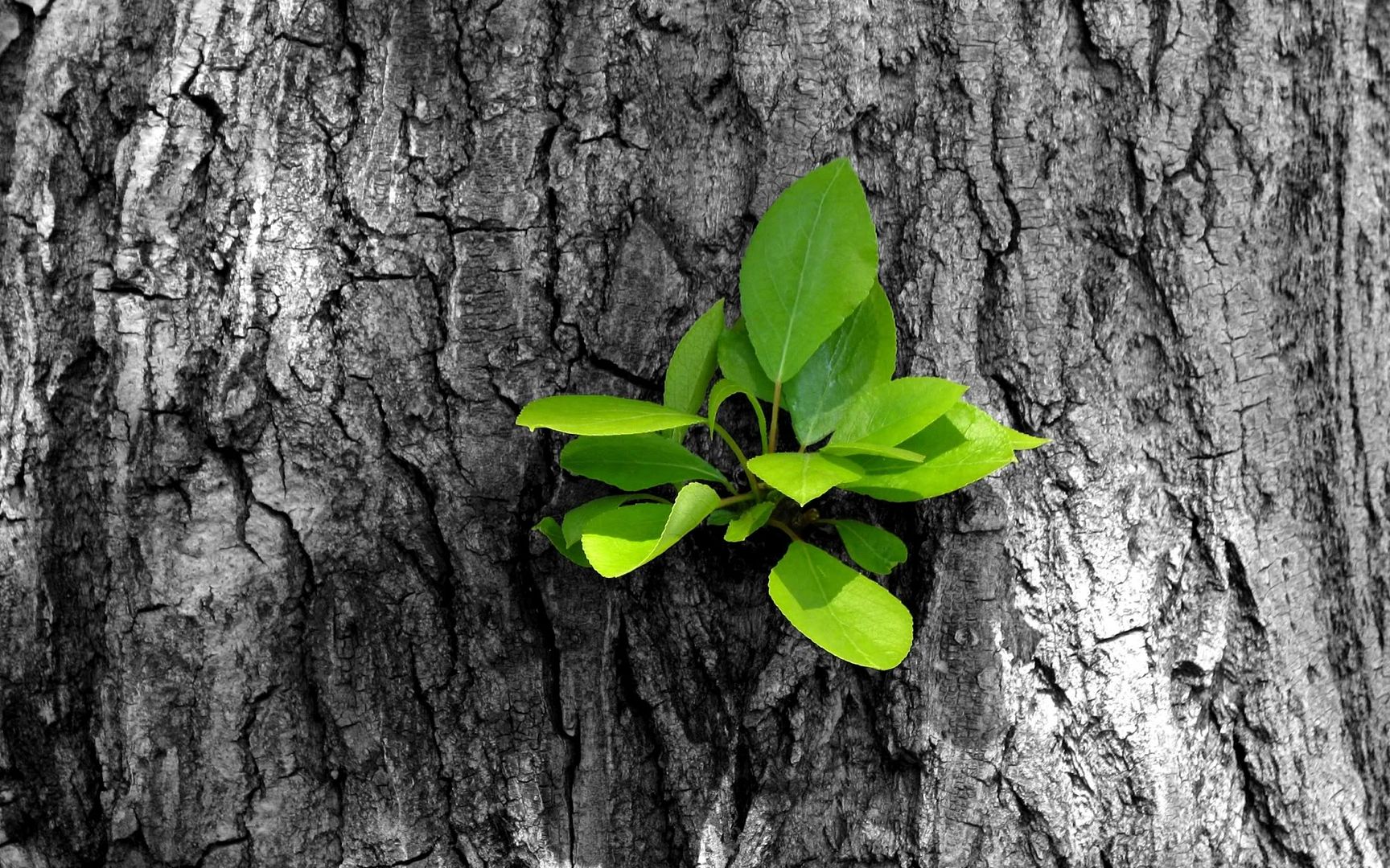 HDPackSuperiorWallpapers531_026.jpg