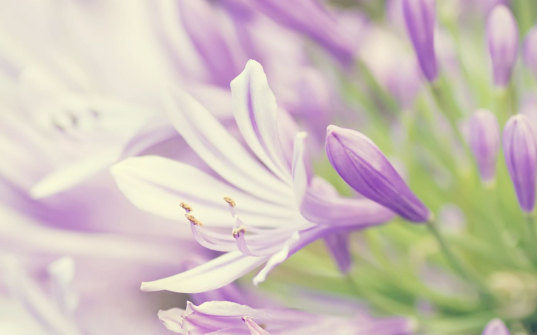 HDPackSuperiorWallpapers531_033.jpg