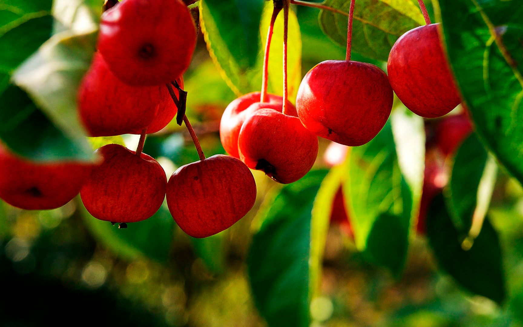 HDPackSuperiorWallpapers531_061.jpg