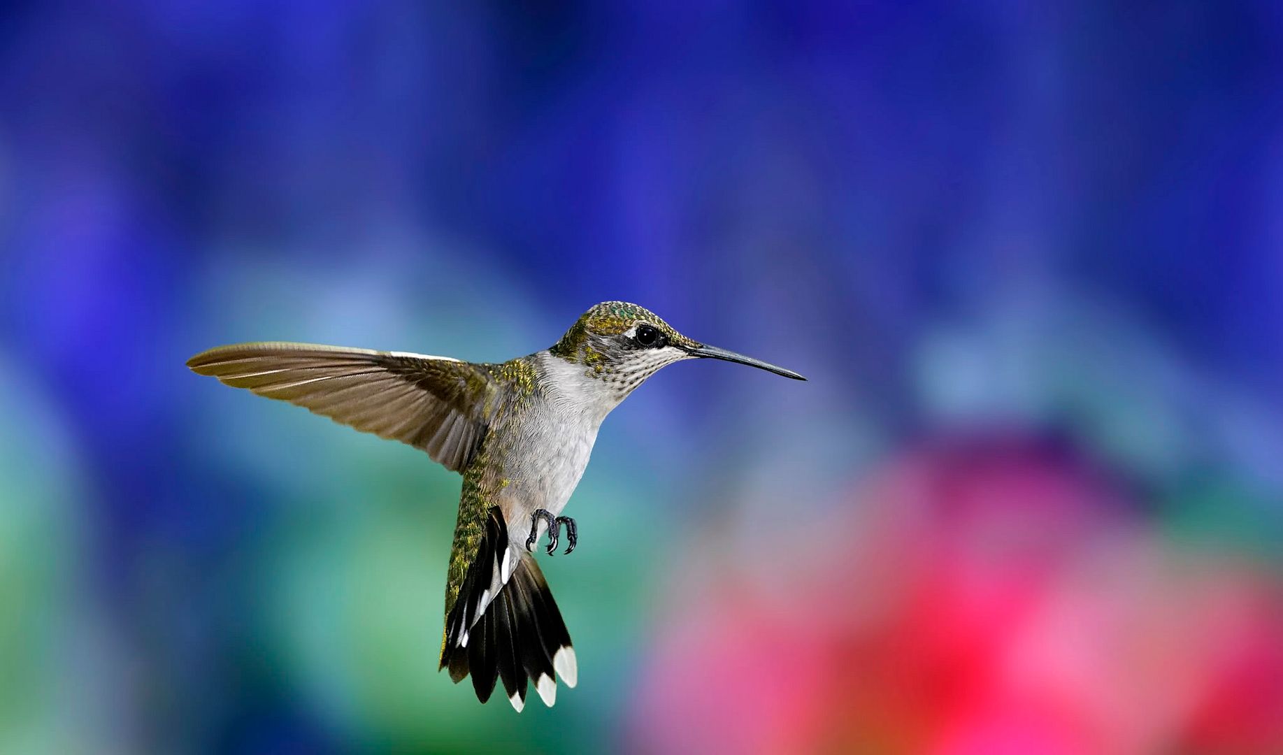 HDPackSuperiorWallpapers531_080.jpg