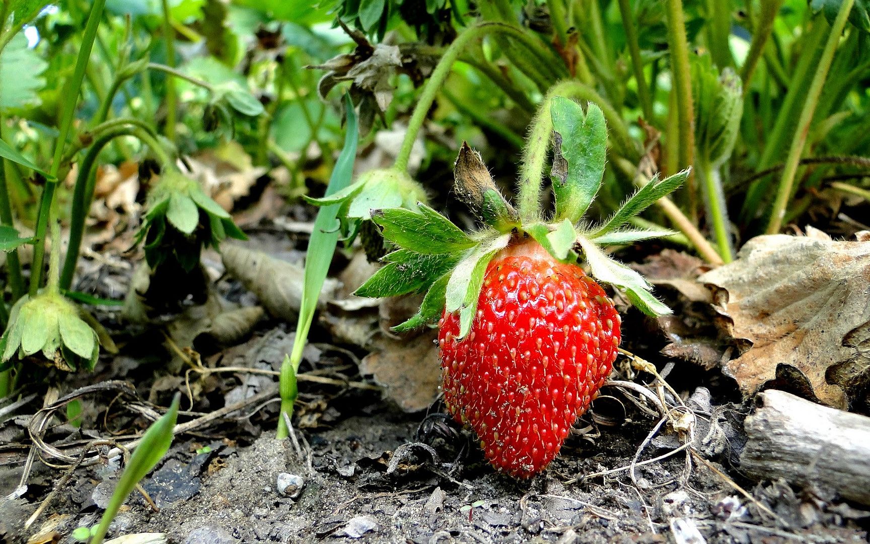 HDPackSuperiorWallpapers531_094.jpg