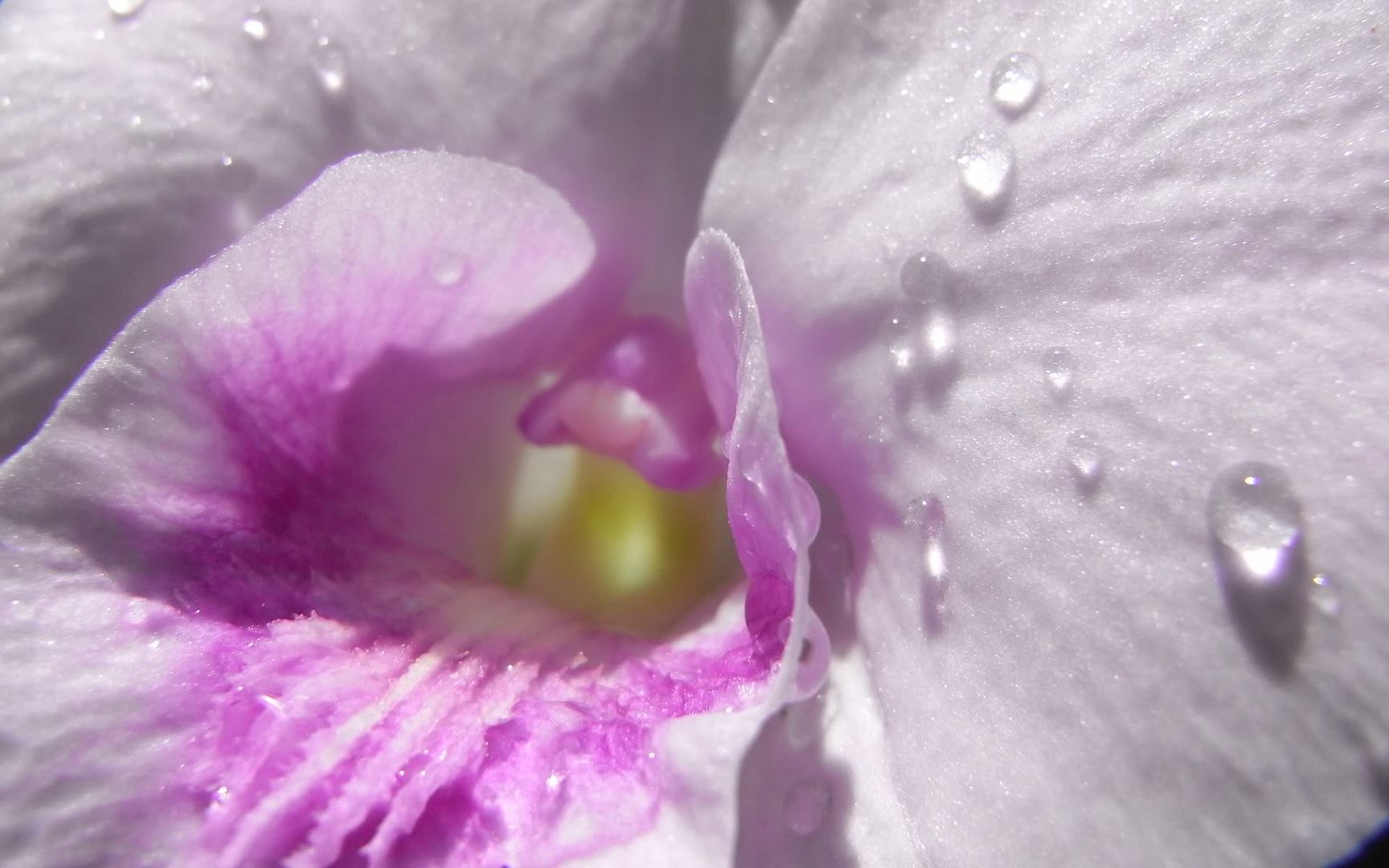 HDPackSuperiorWallpapers531_124.jpg