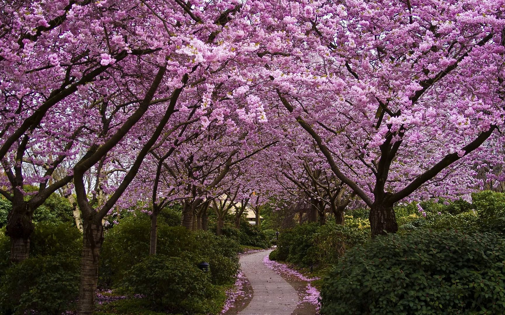 HDPackSuperiorWallpapers531_146.jpg