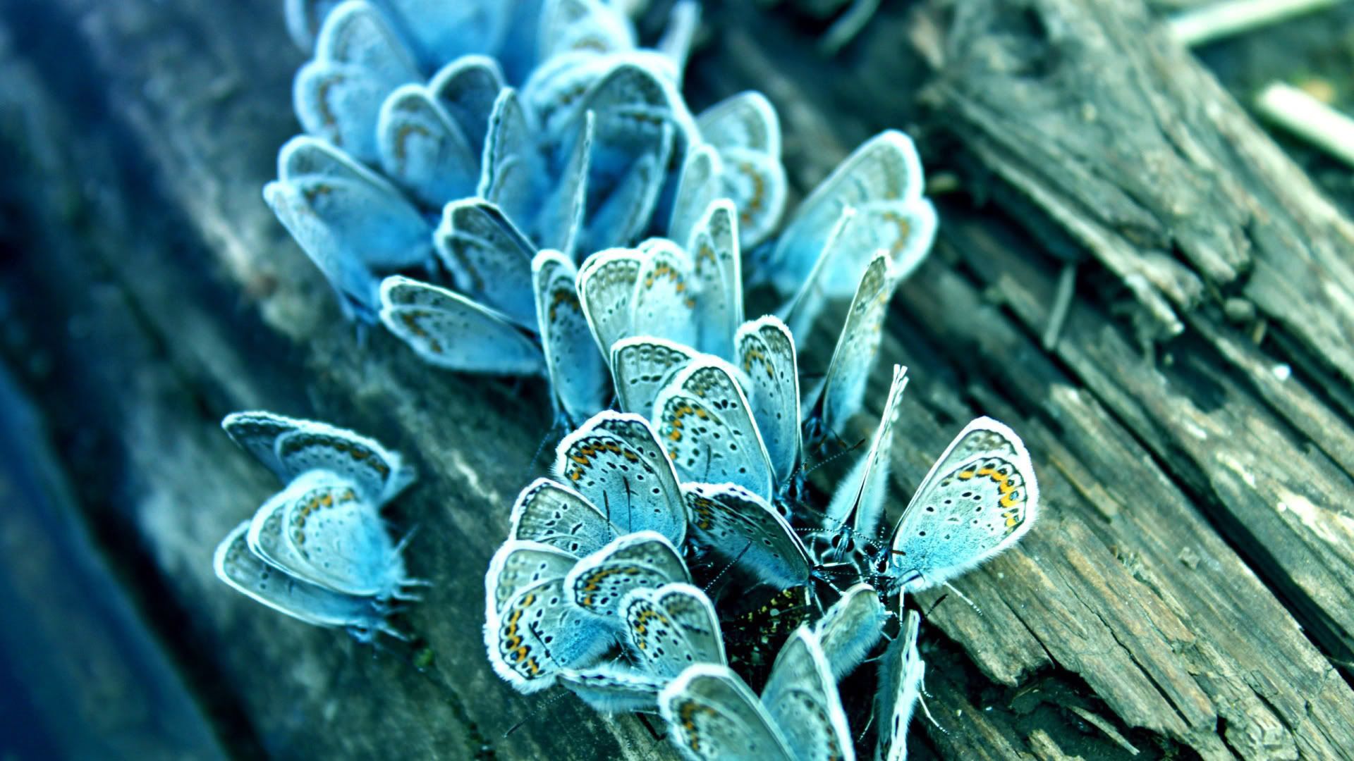 HDPackSuperiorWallpapers531_157.jpg